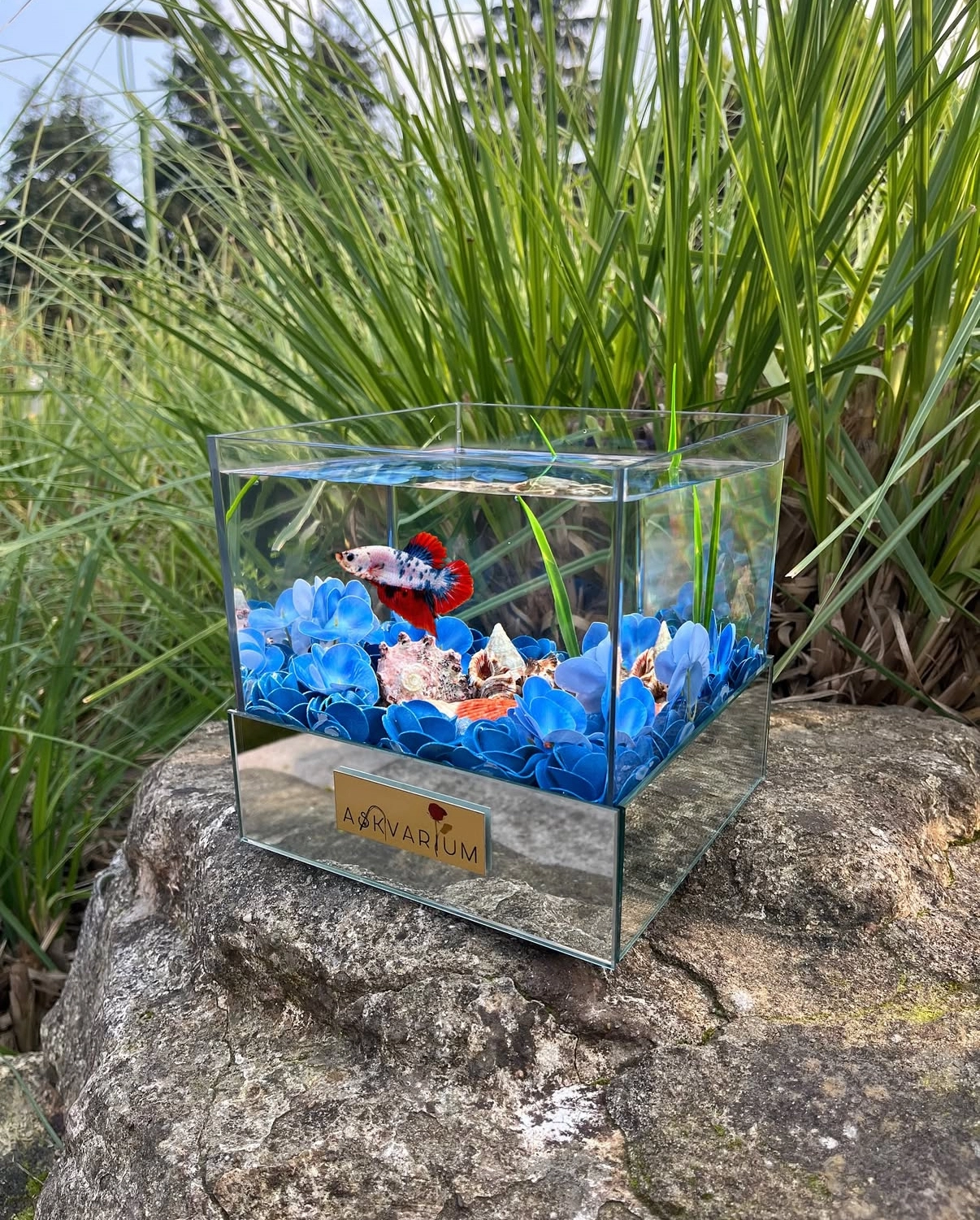 Blouve Askvarium