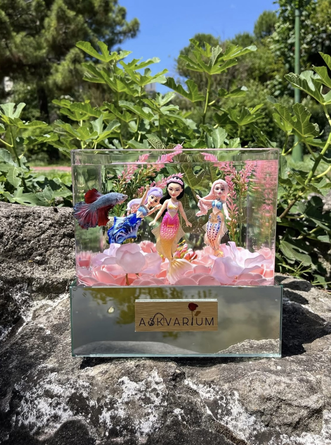 Deniz Kızları Pops Askvarium