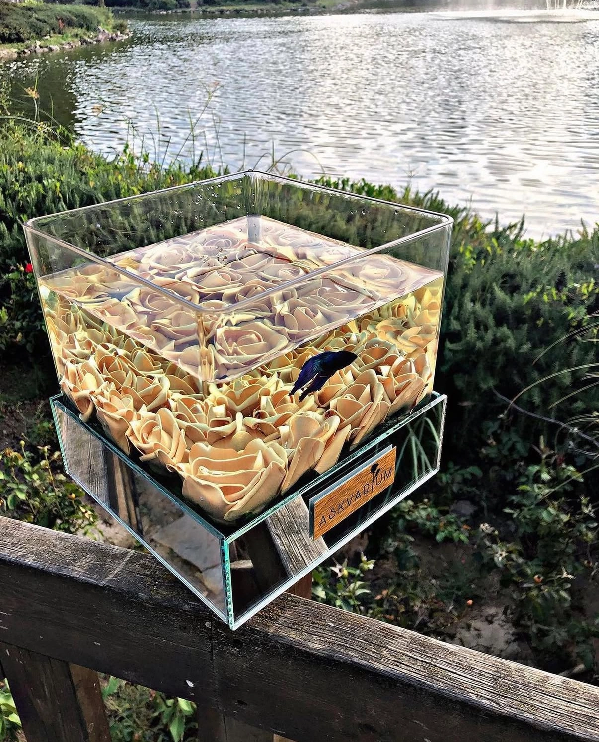 Gold Askvarium