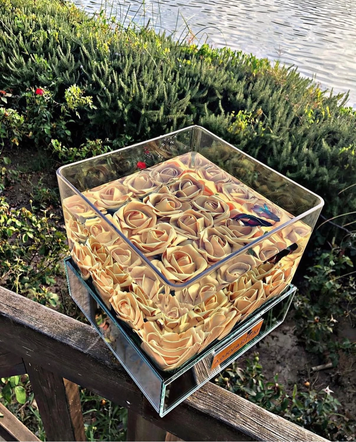Gold Askvarium