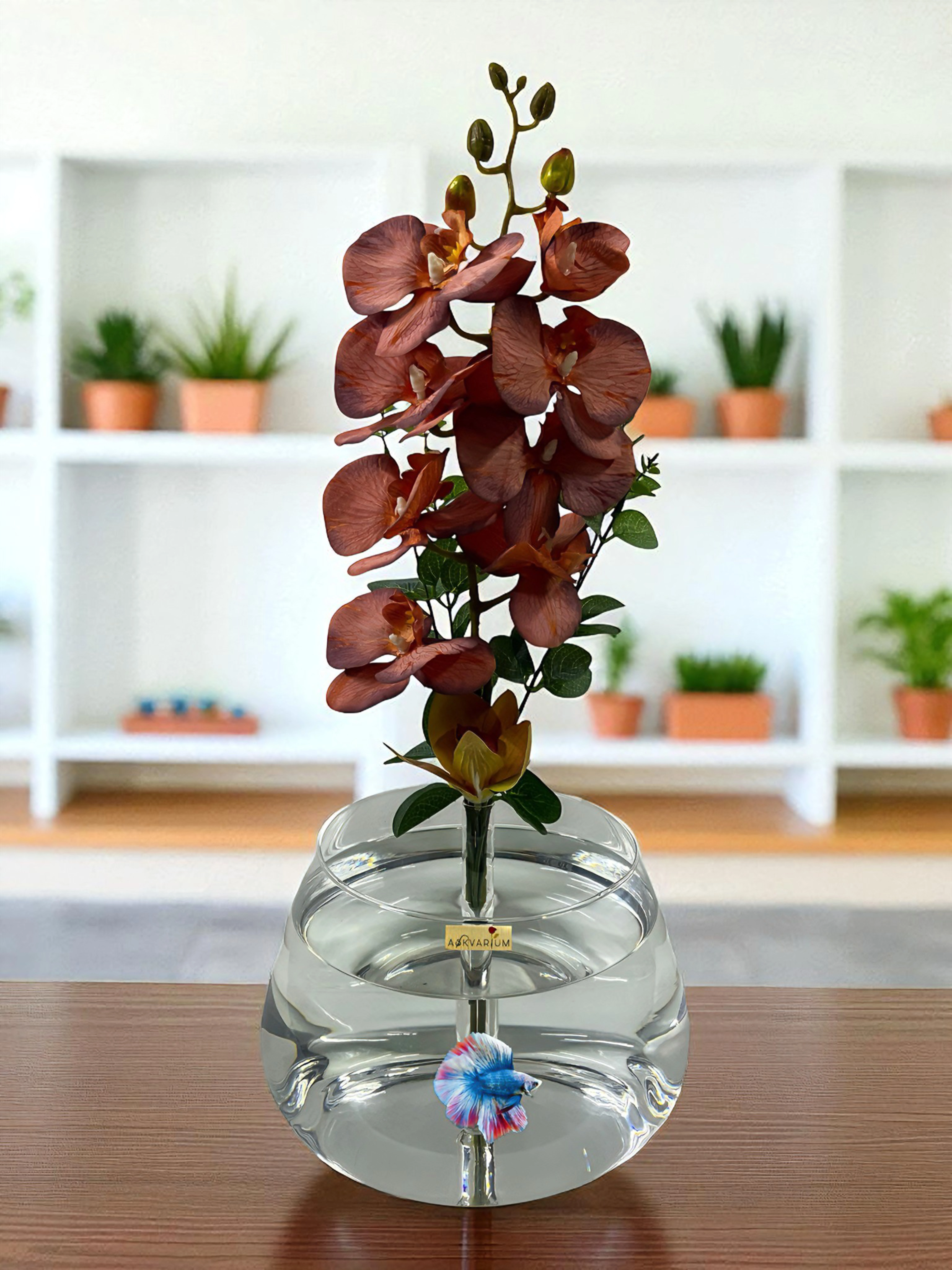 Lazonis Orkide Cam Fanus Askvarium