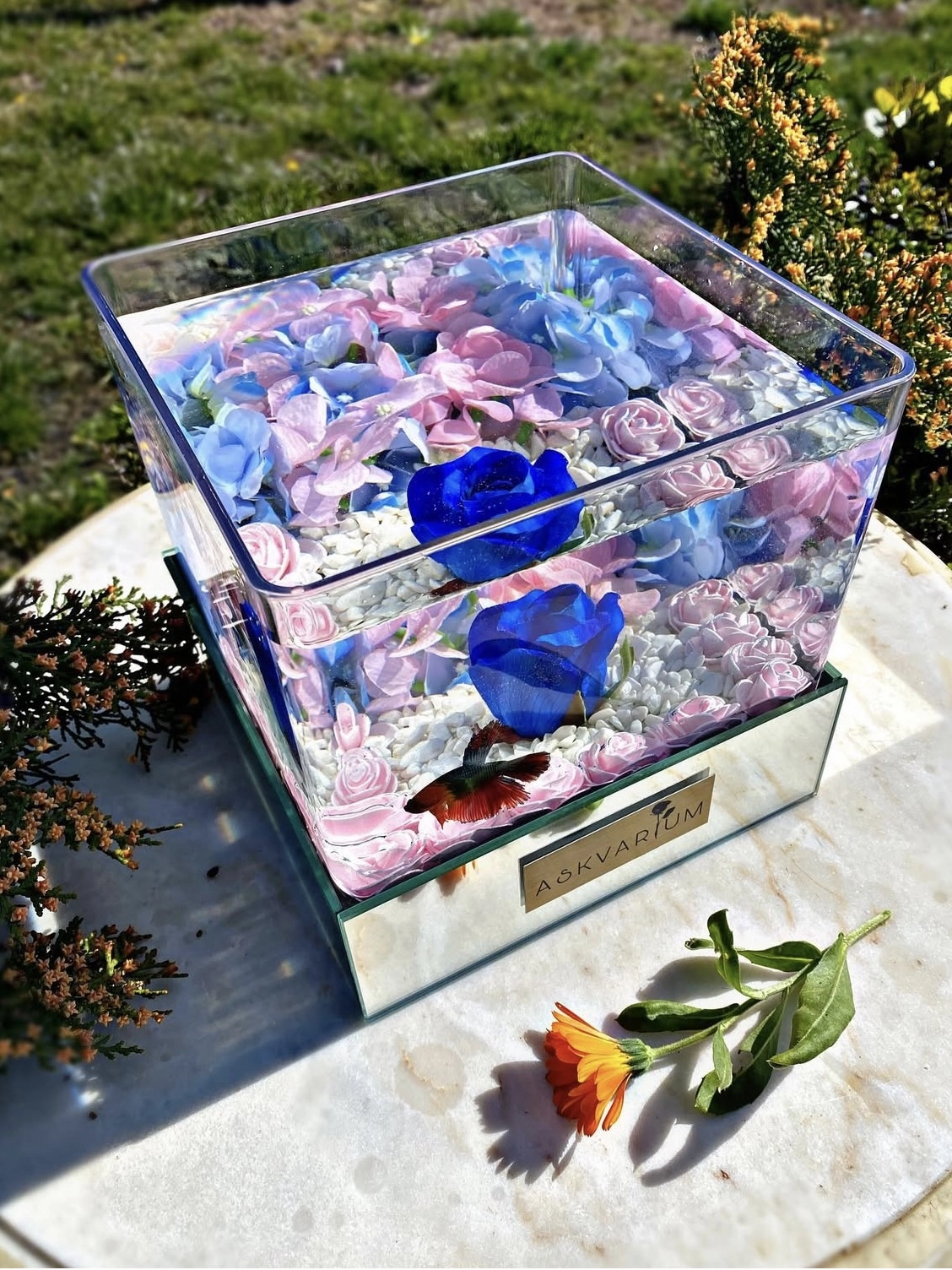 Lizza Askvarium