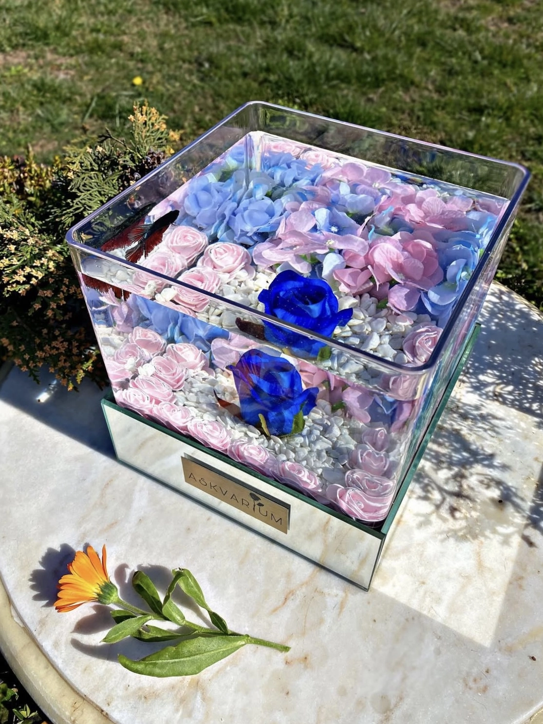 Lizza Askvarium