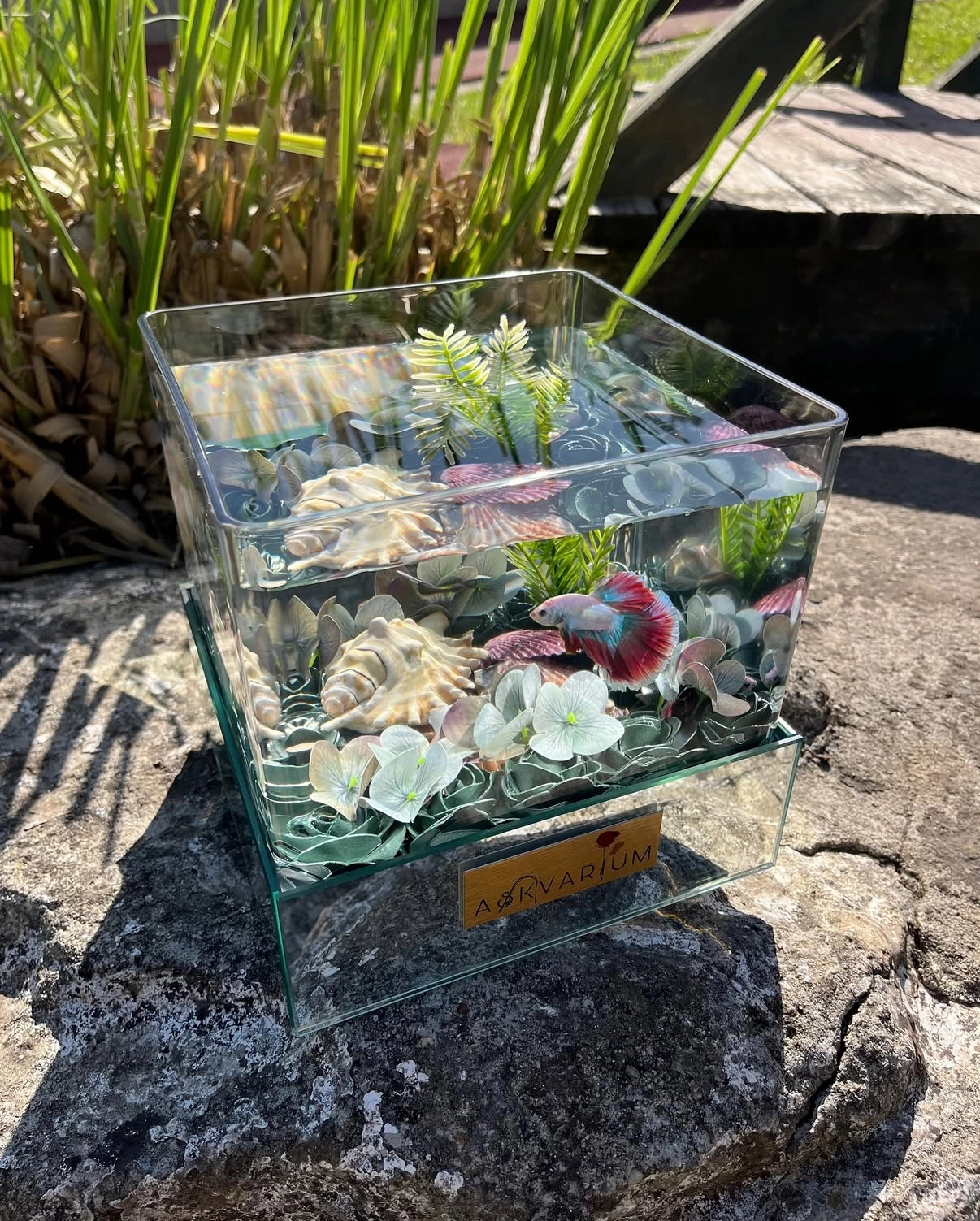 Momily Askvarium