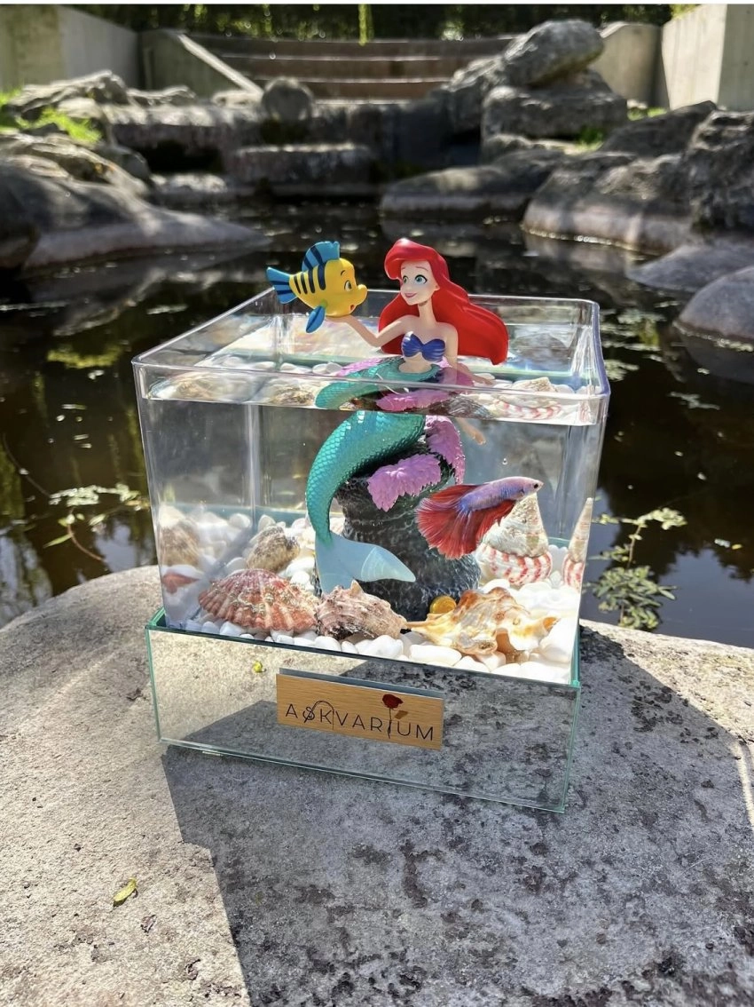 Deniz Kızı Ariel Askvarium