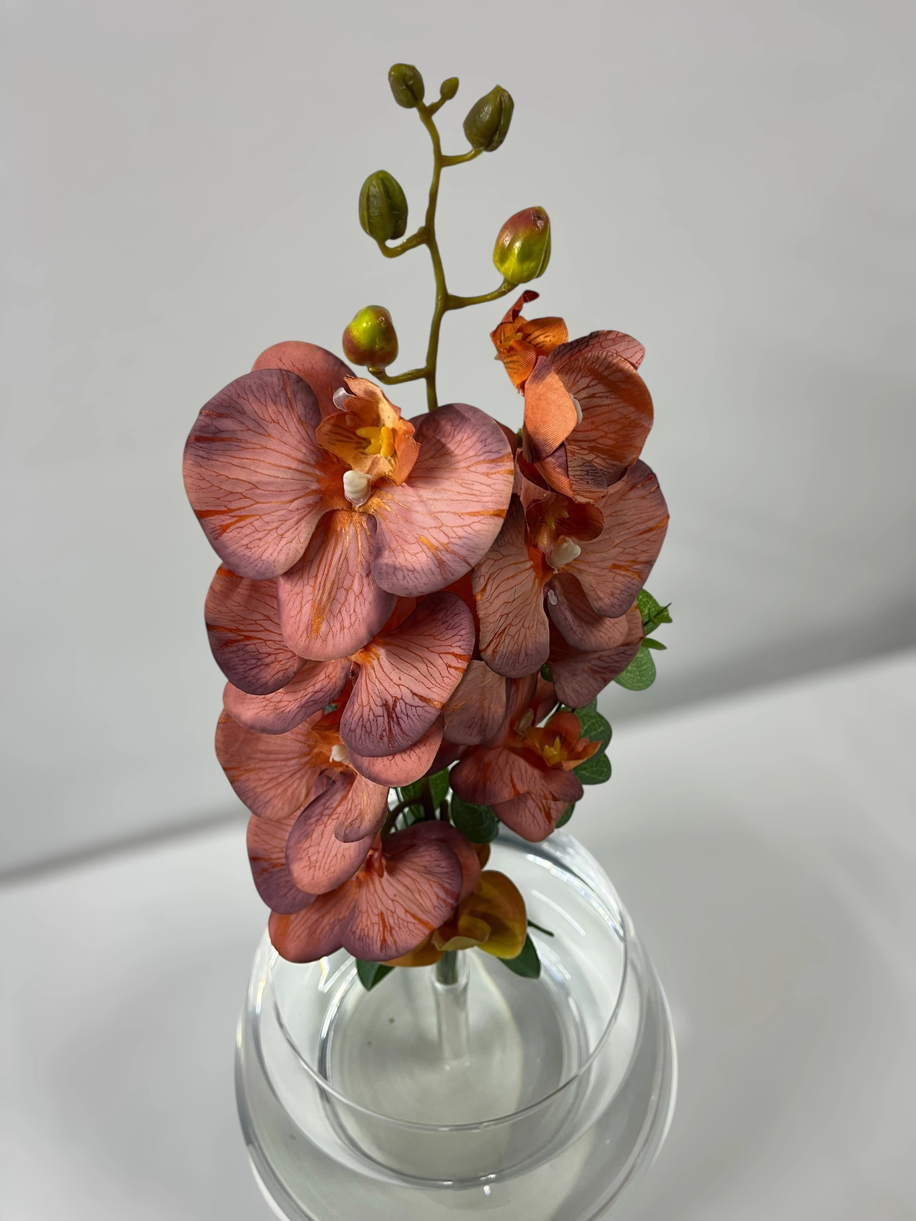 Lazonis Orkide Cam Fanus Askvarium