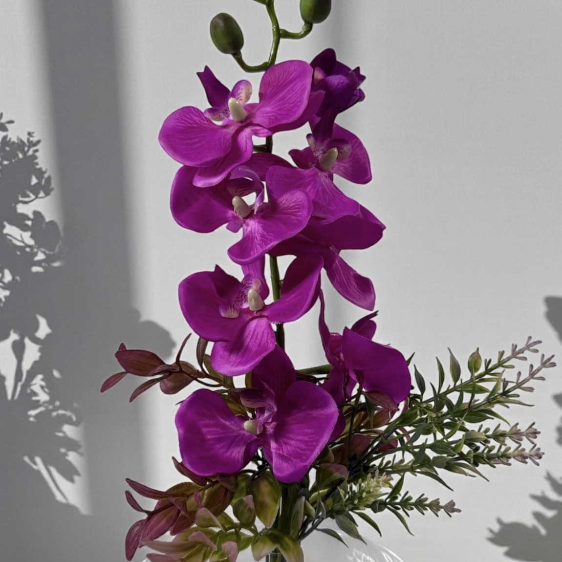 Lila Orkide Fanus Askvaryum