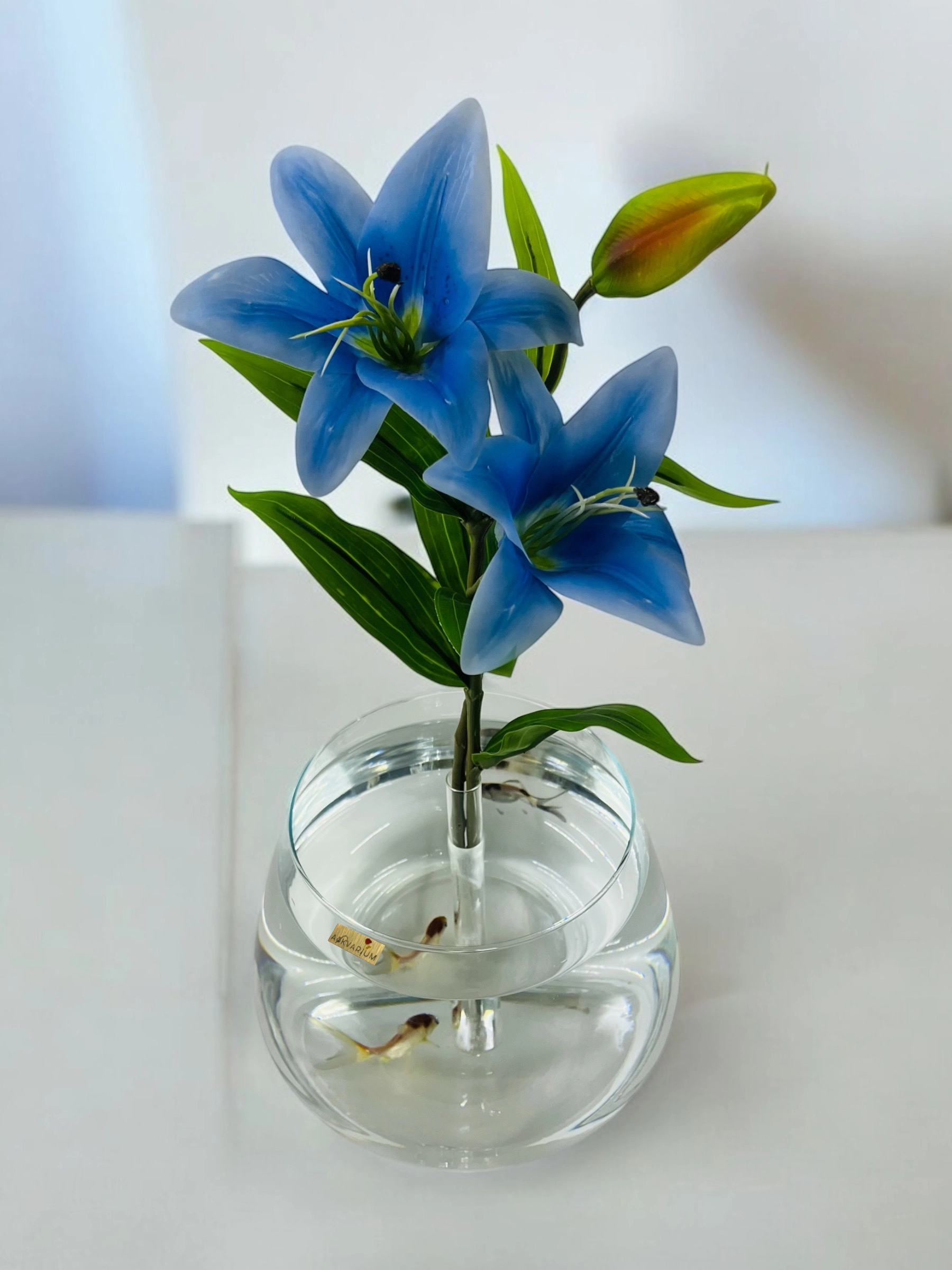 Mavi Lilyum Fanus