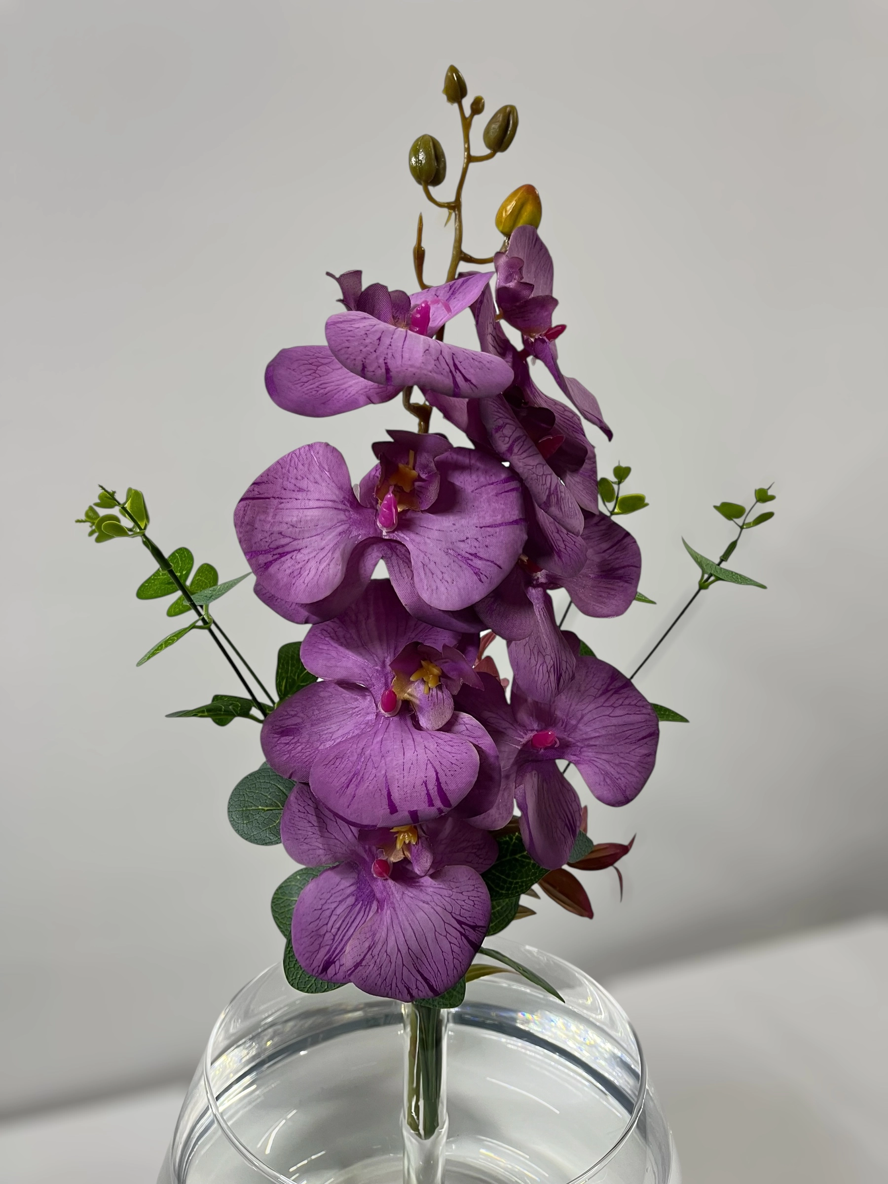 Mor Orkide Askvarium Fanus