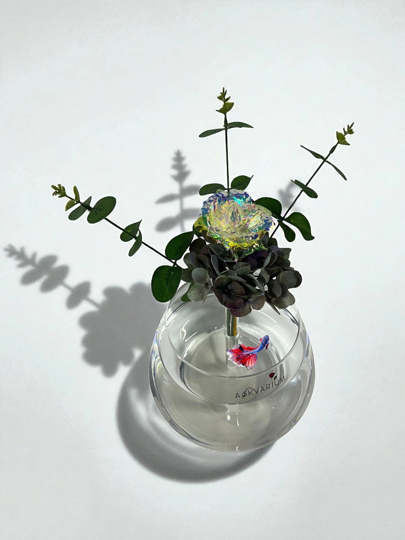 Rosent Cam Fanus Askvarium