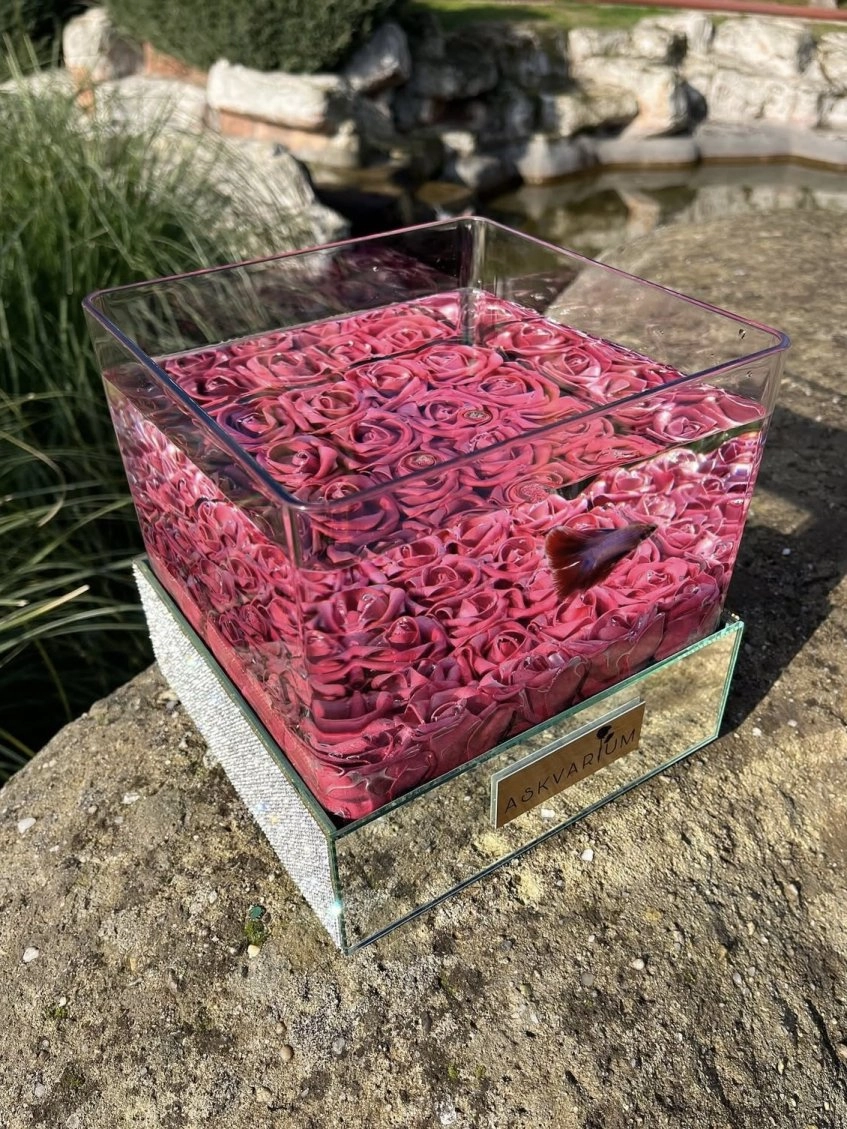 Shining Love Askvarium