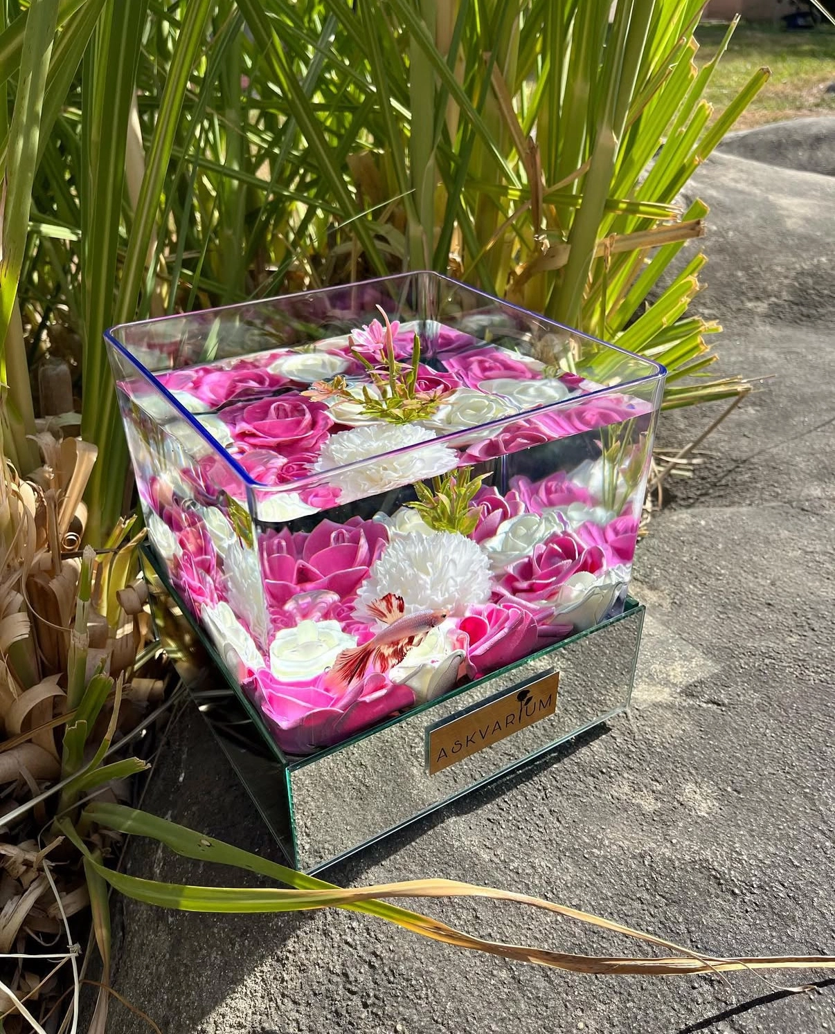 Vlaps Askvarium