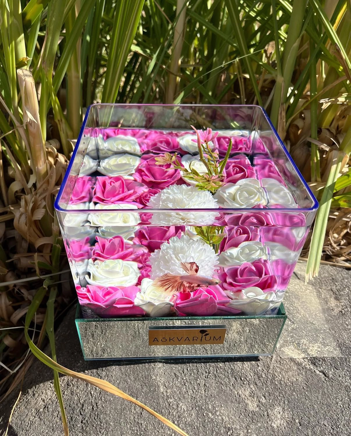 Vlaps Askvarium