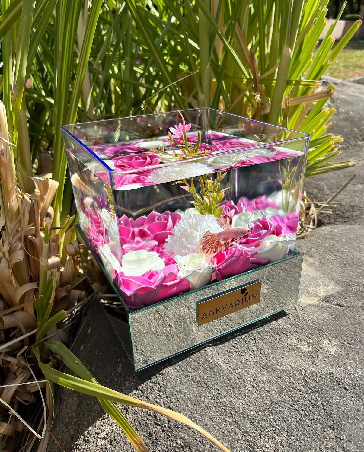 Vlaps Askvarium
