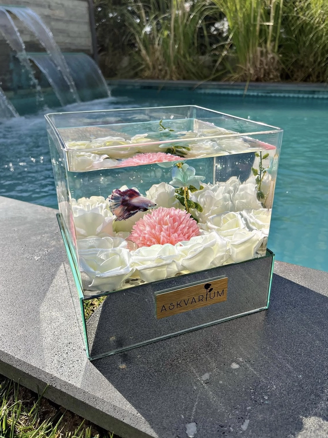 White Angel Askvarium